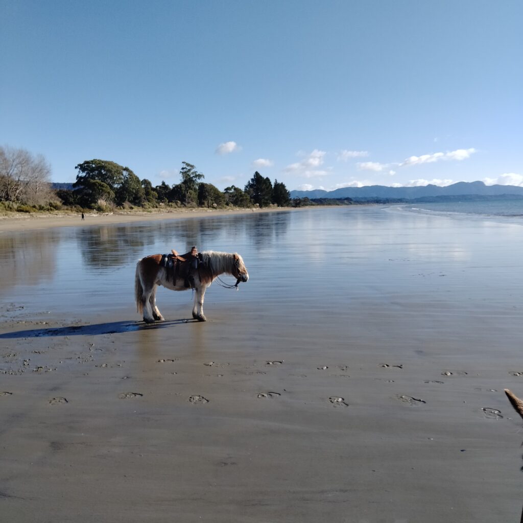 NZの観光には車が便利！ただし失敗談も